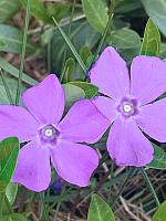 Lighter Purple Flower